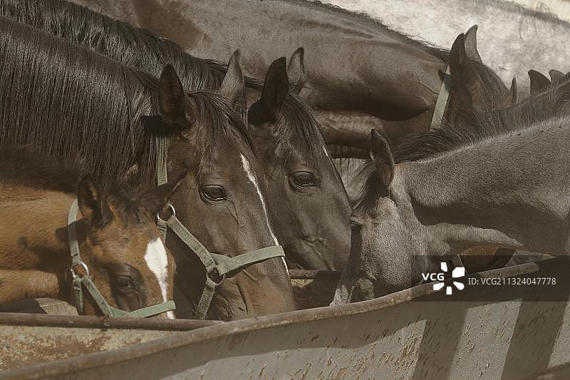 阿拉伯纯种马和盎格鲁阿拉伯马，在饮水槽旁带着小马驹的母马图片素材