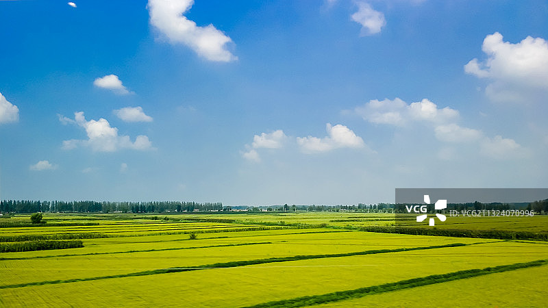 2017年8月20日，辽宁盘锦，蓝天白云下，绿油油的水稻田。图片素材