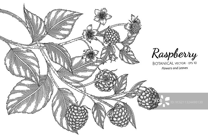 树莓手绘植物与线条艺术上图片素材