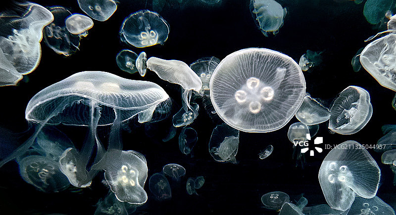 水母在海里游泳的特写，亚利桑那州，美国，美国图片素材