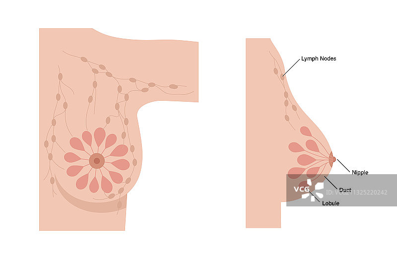 乳腺疾病的概念图片素材