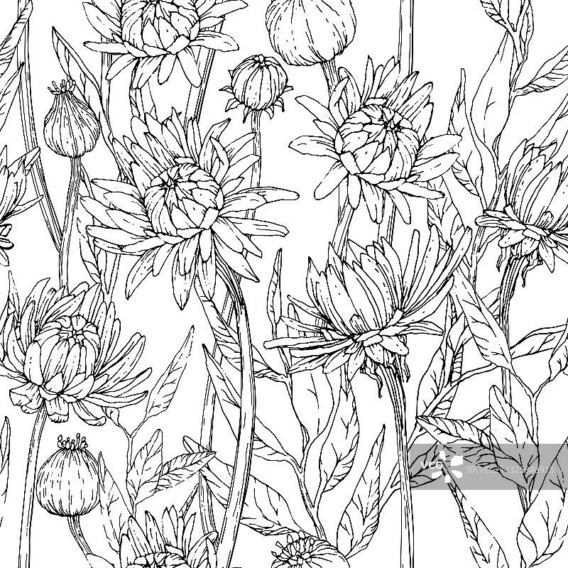 无缝模式与手绘非洲菊花图片素材