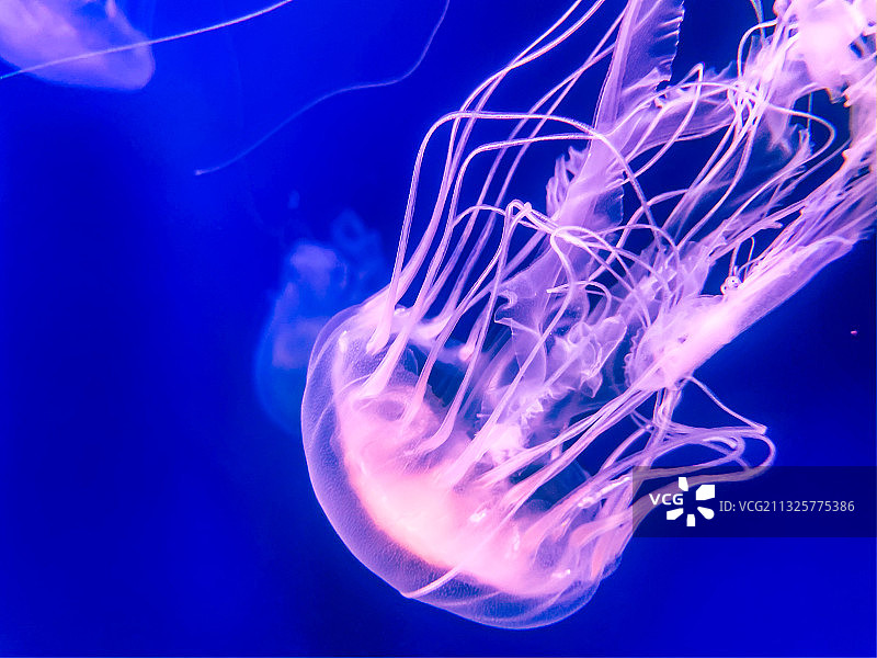 杭州海底世界水母图片素材