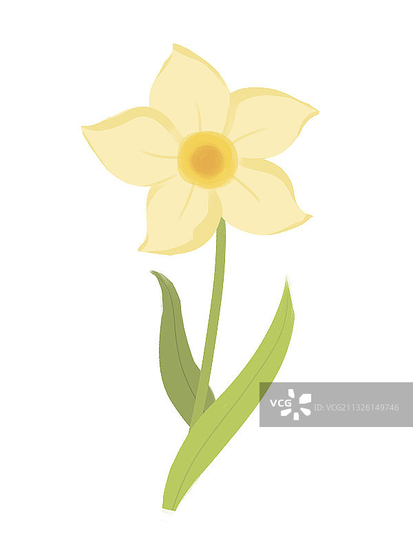 单朵水仙花素材花卉元素插画图片素材