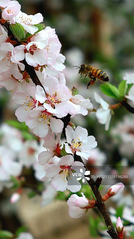 春天里的山樱桃花和小蜜蜂图片素材