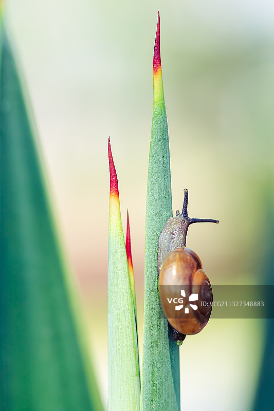自然生态之美-蜗牛图片素材