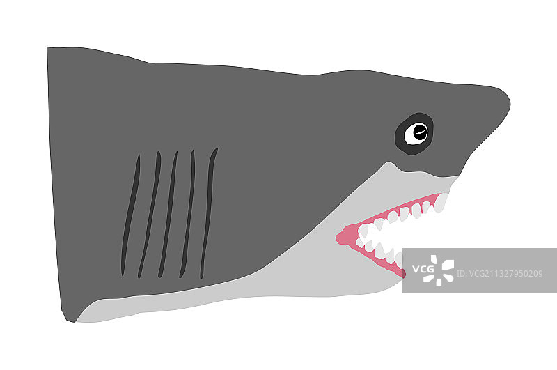 开放的大白鲨的鲨鱼图片素材