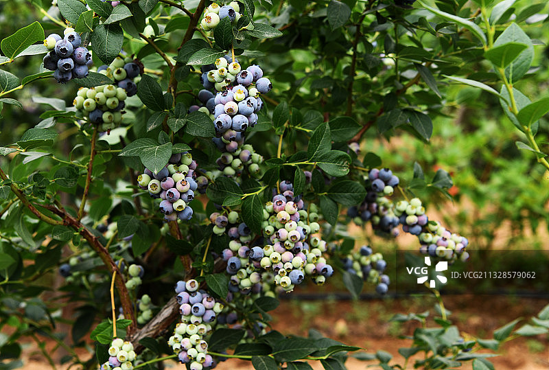 硕果累累的蓝莓树图片素材