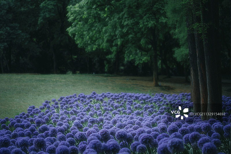 植物园树林旁的紫色大花葱图片素材