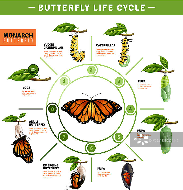 蝴蝶生命周期信息图图片素材