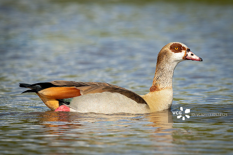 鸭子在湖中游泳的特写，纳洛克，马赛马拉，肯尼亚图片素材