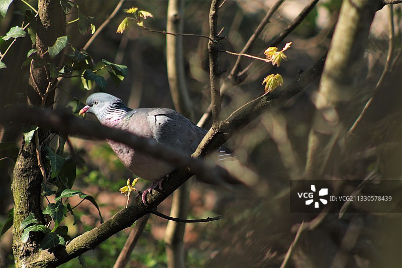 特写鸽子栖息在树枝上，布达佩斯，匈牙利图片素材