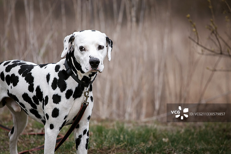 达尔马提亚狗的肖像站在田野上，俄罗斯图片素材