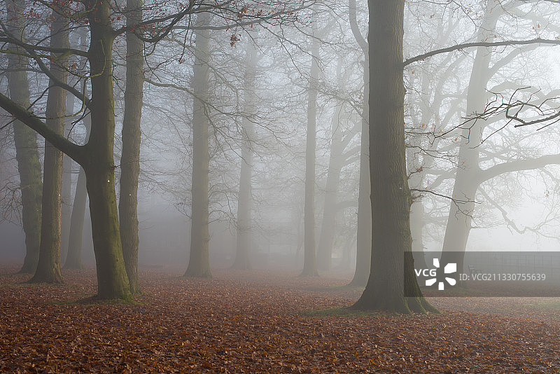英国贝德福德郡秋季森林中的树木图片素材