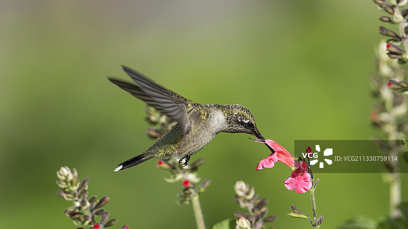 蜂鸟飞在粉红色花朵上的特写，高岭，密苏里，美国，美国图片素材