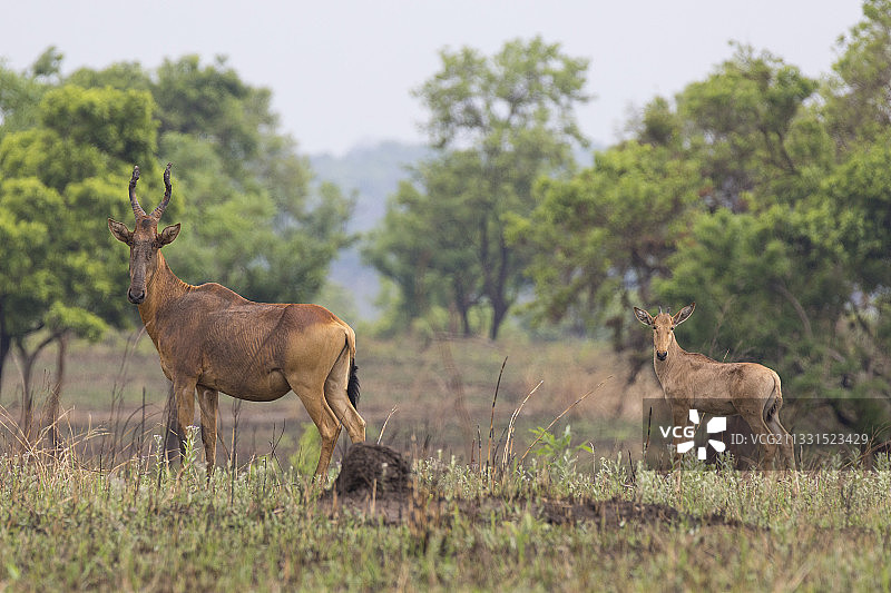 两只鹿站在乌干达默奇森瀑布国家公园的田野上图片素材