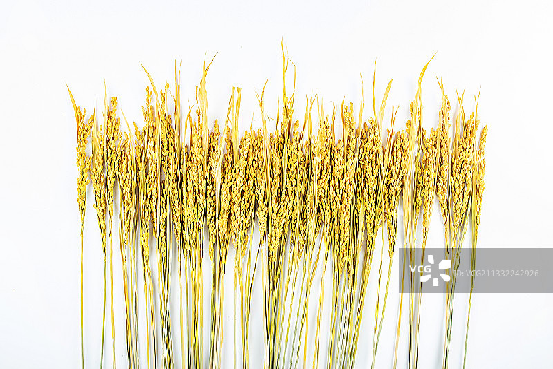 白背景上金黄色的稻谷稻穗图片素材