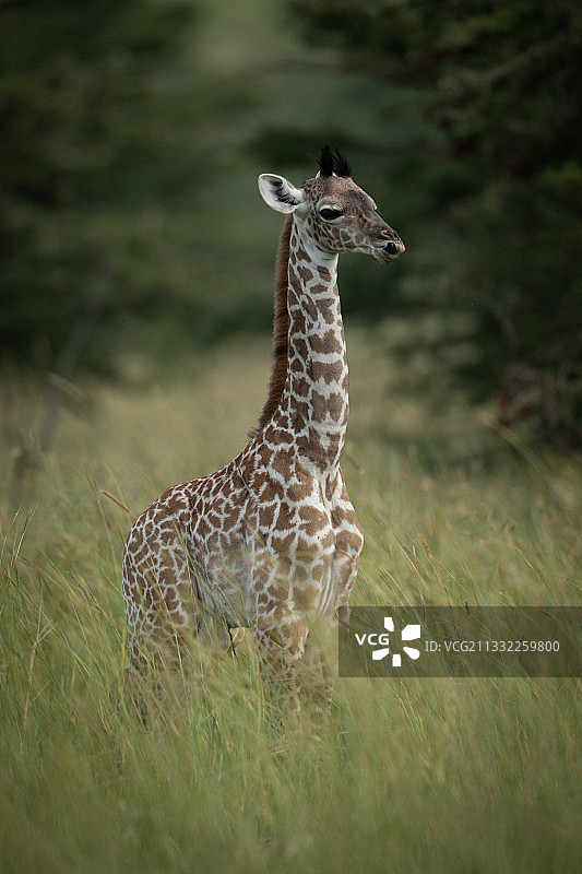 长颈鹿的肖像，纳洛克，马赛马拉，肯尼亚图片素材