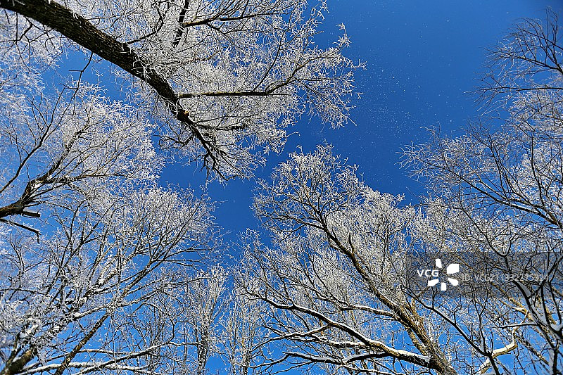 立陶宛Kivyliai，低角度的裸露的树对着蓝天图片素材
