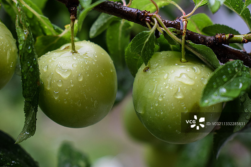 土耳其Safranbolu树上生长的湿水果的特写图片素材
