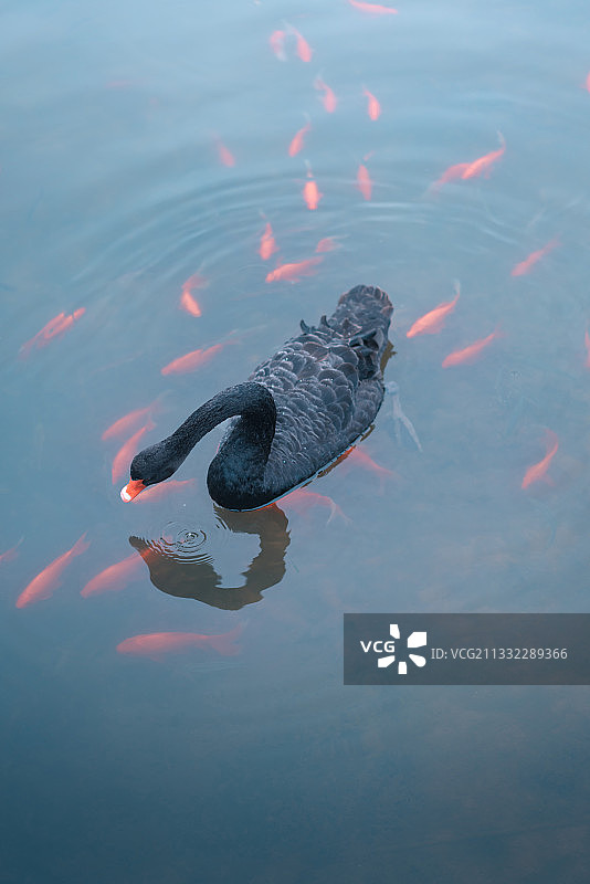 红鲤鱼与黑天鹅图片素材
