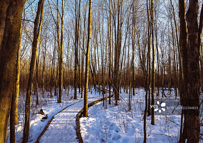 加拿大白雪覆盖的田野上的树木图片素材