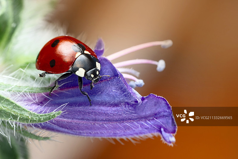 紫色花朵上的瓢虫特写图片素材