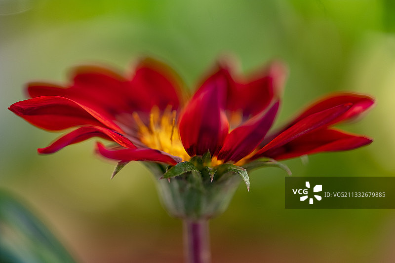 红色花朵的特写，巴拉Velha，巴西图片素材