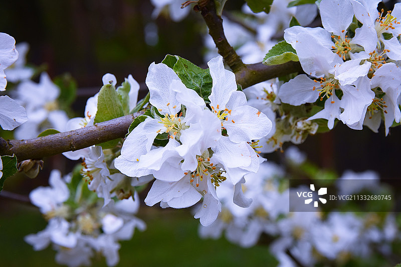 特写的白色樱花在春天图片素材