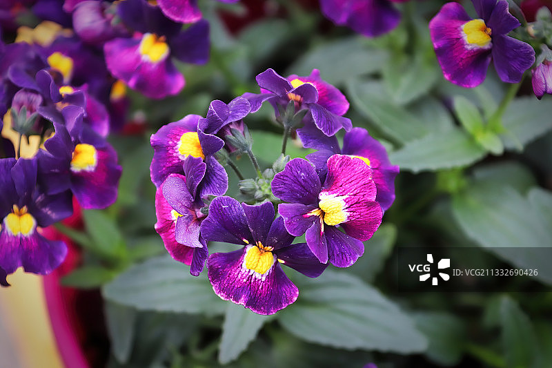 特写的紫色开花植物图片素材