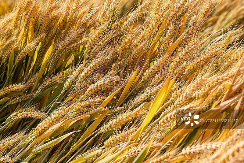 夏季一片即将成熟的小麦部分倒伏图片素材