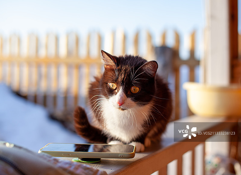 猫坐在栏杆上的特写图片素材
