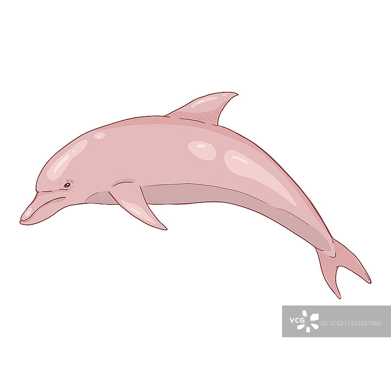 卡通白海豚图片素材