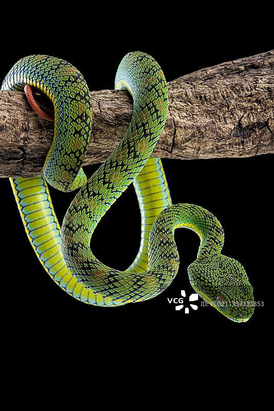 巴拉望蝮蛇(Trimeresurus schultzei)，特有种，巴拉望，菲律宾，亚洲图片素材