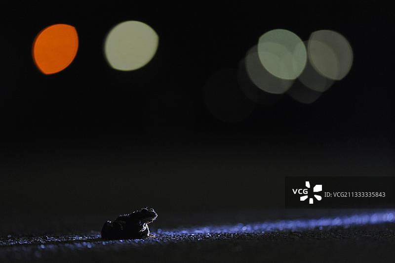 普通蟾蜍，单身雄性，二月，博特罗普，鲁尔地区，北莱茵-威斯特伐利亚，德国，欧洲图片素材