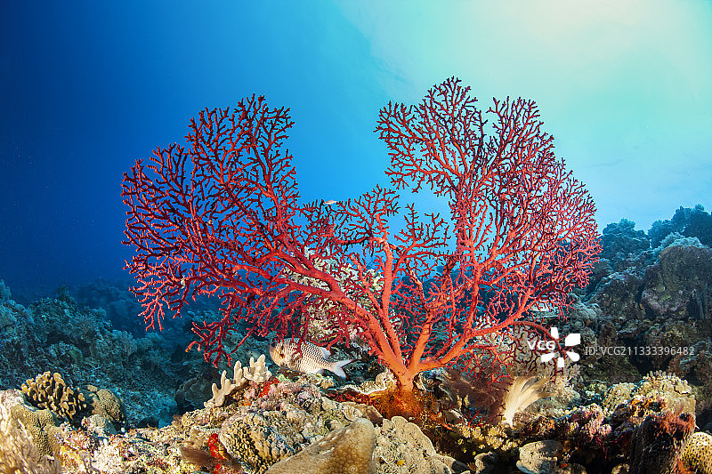 色彩斑斓的珊瑚礁，贝里琉墙，密克罗尼西亚，帕劳图片素材