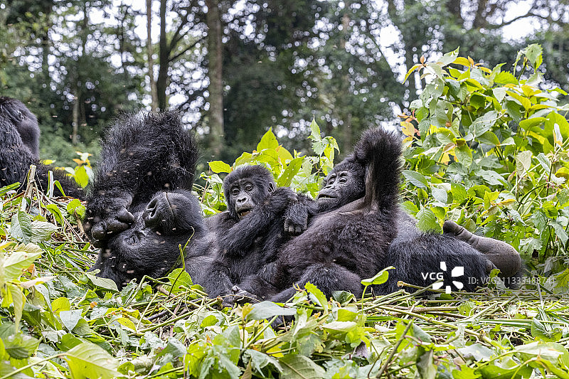 山地大猩猩(白令盖大猩猩)，占统治地位的雄性和两个幼仔，米沙亚群的成员，位于布温迪国家公园的雨林，热带雨林，卡农古地区，中非丘陵，乌干达图片素材