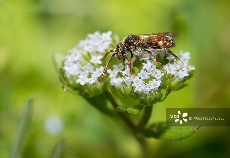 羊的莴苣(缬草)花，孤独的蜜蜂，北方孚日地区自然公园，法国图片素材