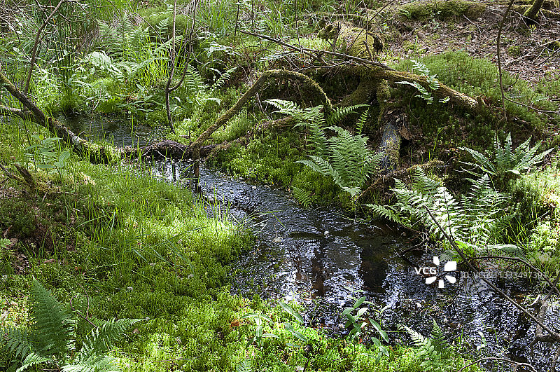 法国北部孚日地区自然公园，沼泽苔藓和蕨类之间的春天和小森林溪流图片素材