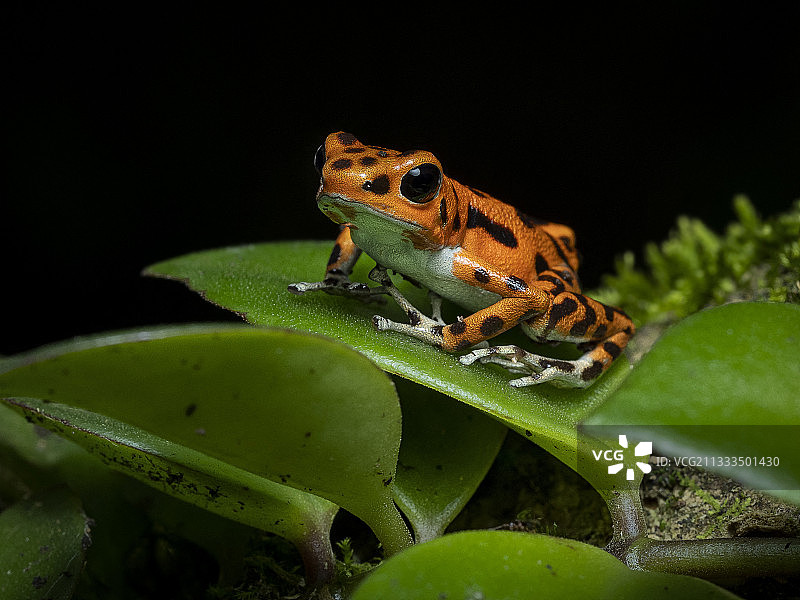 草莓毒蛙(Oophaga pumilio)，橙色形态，博卡斯德尔托罗，巴拿马图片素材