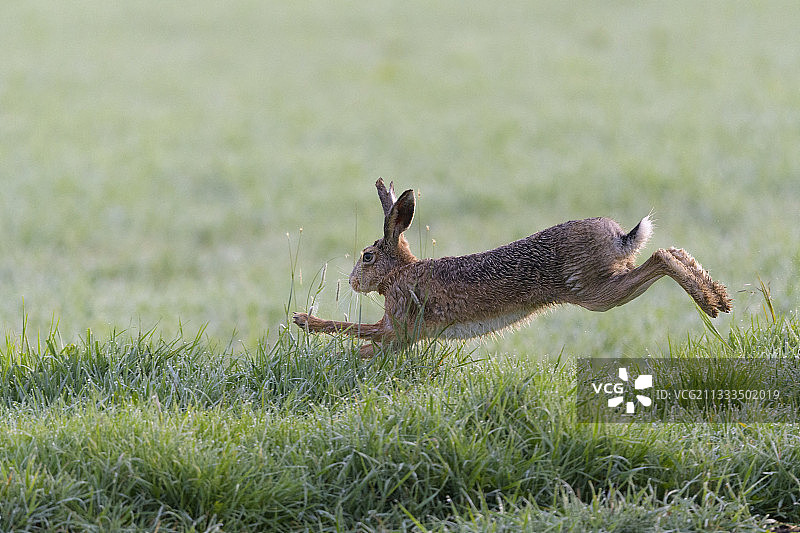 欧洲春天的棕色野兔，欧洲黑塞岛，德国，欧洲图片素材