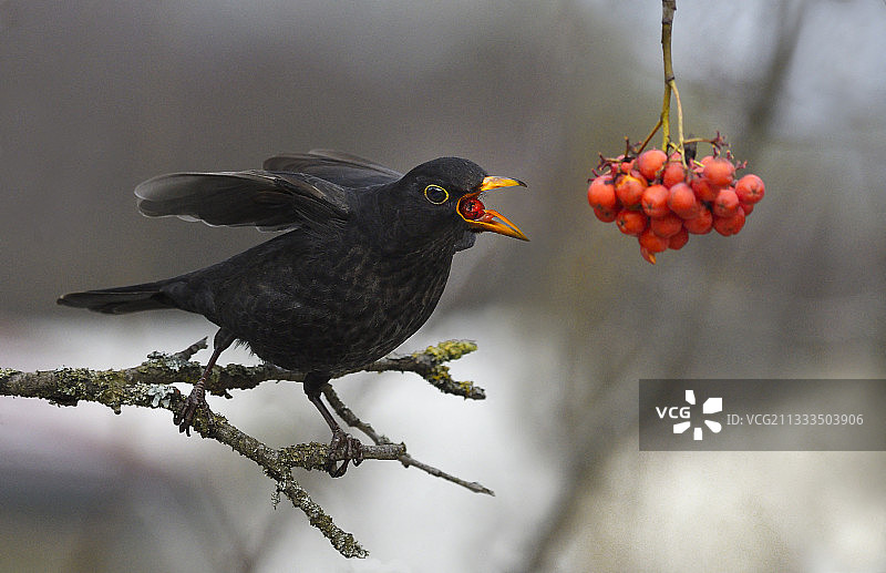一种吃树枝上的欧洲山梣树浆果的黑鸟，法国北方的自然公园图片素材