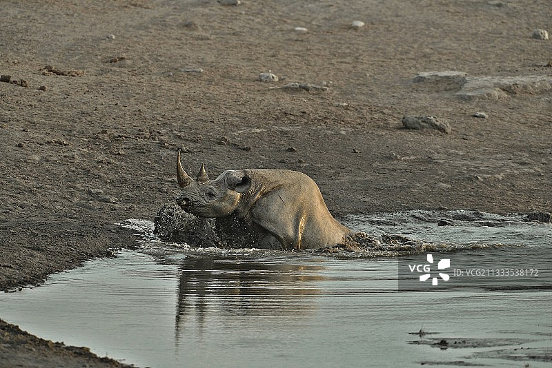 来喝它的黑犀牛，谁绊倒了一个洞，并倾斜到水点试图逃脱。图片素材
