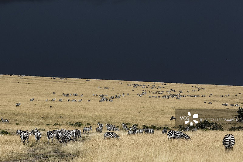 肯尼亚，马赛马拉野生动物保护区，格兰特斑马(马科伯切利格兰蒂)，放牧在平原在旱季和风暴图片素材