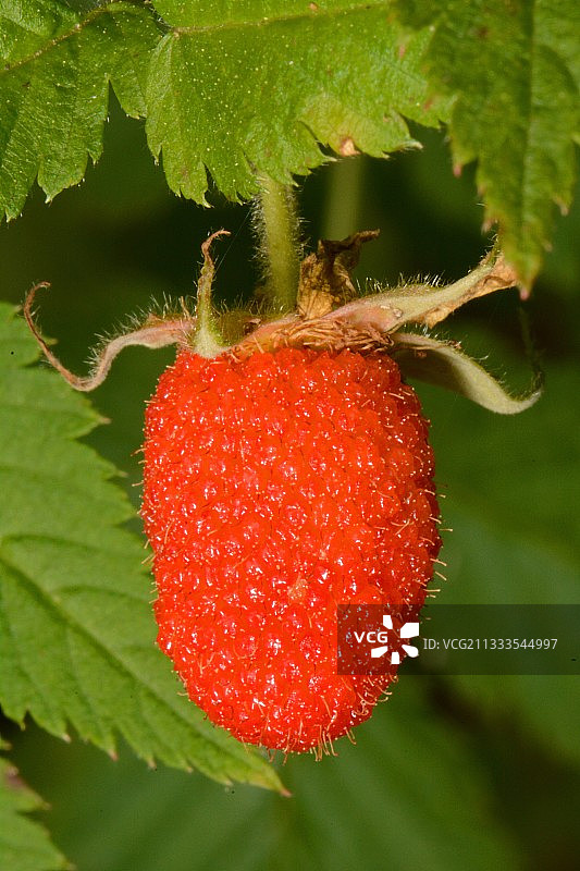 红莓(红莓)果实，新喀里多尼亚图片素材