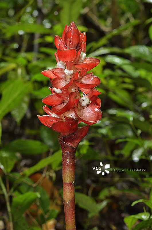 野生生姜(香木香)的花序在森林里，圭亚那，法属圭亚那的亚马逊公园图片素材