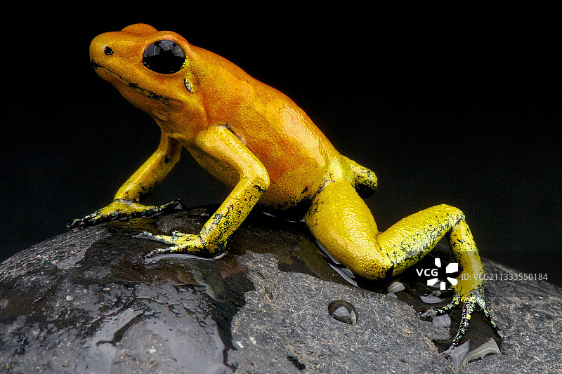 金箭蛙“橙色形态”(恐怖叶蛙)，哥伦比亚图片素材