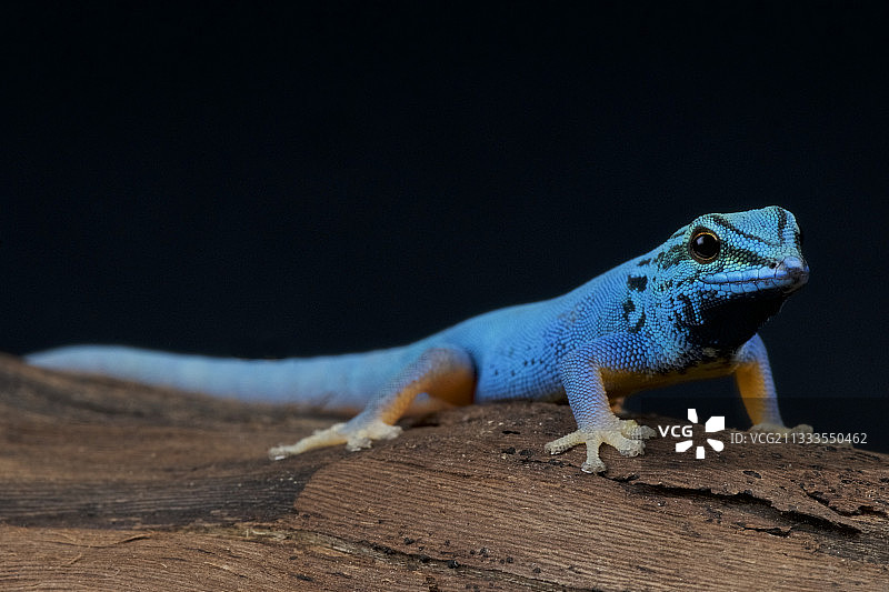 坦桑尼亚金博扎森林，电动蓝天壁虎(Lygodactylus williamsi)图片素材