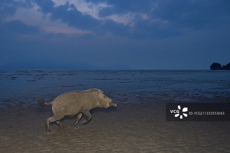 马来西亚婆罗洲沙捞越Bako国家公园海滩上的婆罗洲鬃猪图片素材