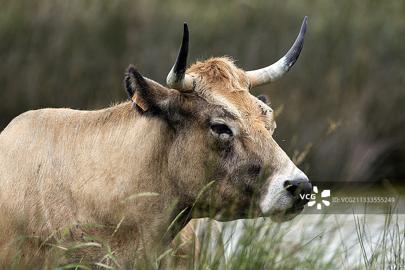 法国旺代85号，诺瓦穆蒂埃的塞瓦斯托波尔波尔，春天，一头马拉奇尼奶牛在潮湿的草地上吃草图片素材
